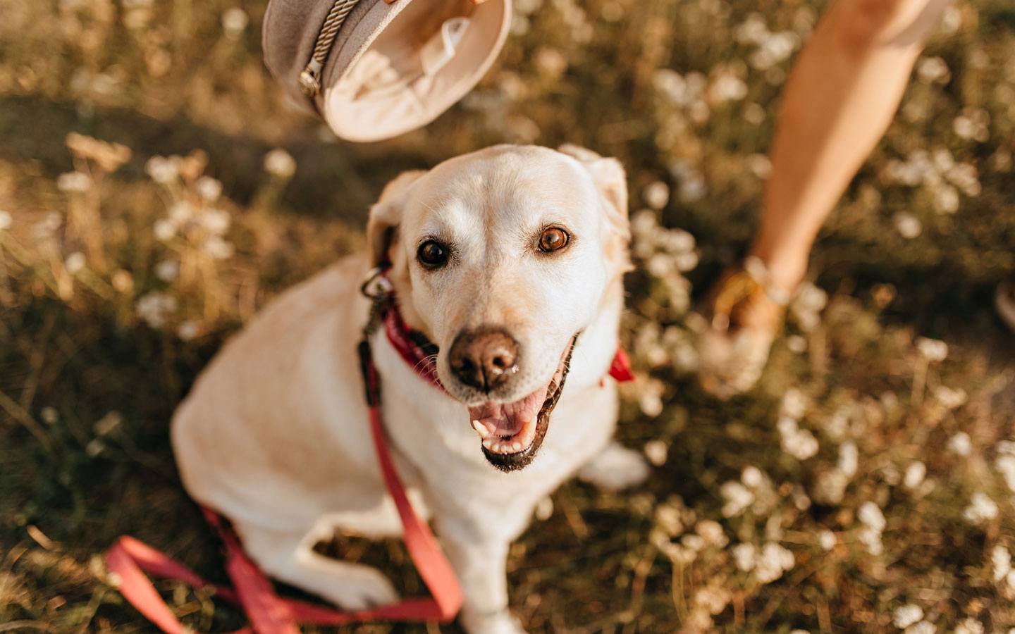 Top 10 ongewenste gedragingen van de hond afleren