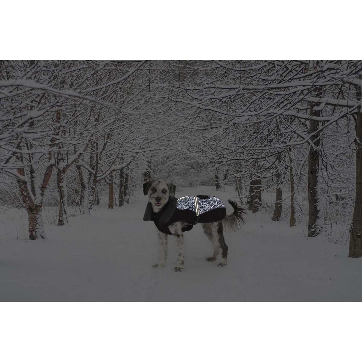 Snow-covered path in the park. Tranquil winter landscape with an alley for walking in a quiet forest