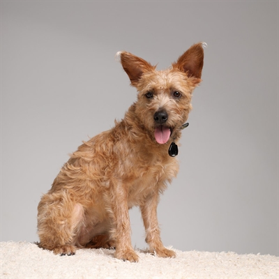 Tickless Teek En Vlo Afweer Voor Hond En Kat Zwart - Image 3