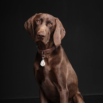 Tickless Teek En Vlo Afweer Voor Hond En Kat Beige - Image 3