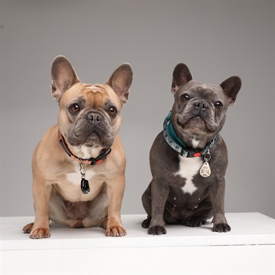 Tickless Teek En Vlo Afweer Voor Hond En Kat Beige - Image 4