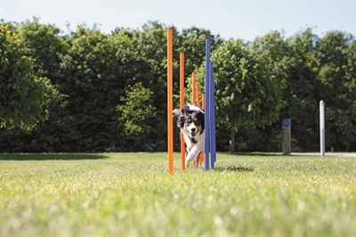 Trixie Dog Activity Agility Slalom Stokken Blauw / Oranje 115X3 Cm 12 St - Image 6