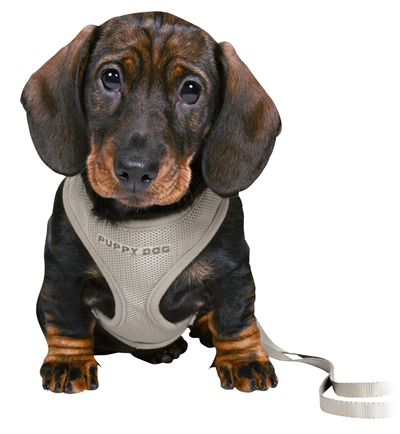 Trixie Junior Puppytuig Soft Met Riem Lichtgrijs 26-34X1 Cm / 2 Mtr - Image 2