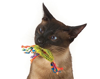 Catstages Catnip Dental Health Chew - Image 4