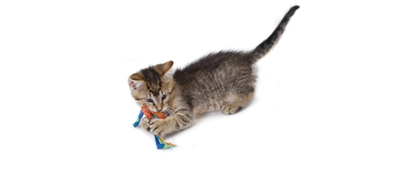 Catstages Catnip Dental Health Chew - Image 5