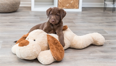 Trixie Knuffel Hondbenny Pluche Beige / Bruin 75 Cm - Image 7