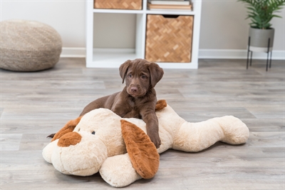 Trixie Knuffel Hondbenny Pluche Beige / Bruin 75 Cm - Image 8