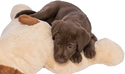 Trixie Knuffel Hondbenny Pluche Beige / Bruin 75 Cm - Image 9