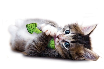Petstages Fresh Breath Mint Stick - Image 4