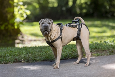 Solvit Petsafe Carelift Voor En Achter Medium - Image 4